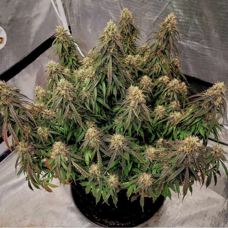 Grown cannabis plant in a pot with a neutral background