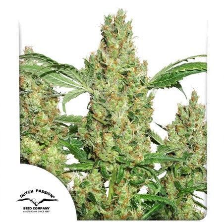 Close-up of a cannabis plant with visible trichomes and green leaves, branded with Dutch Passion Seed Company.