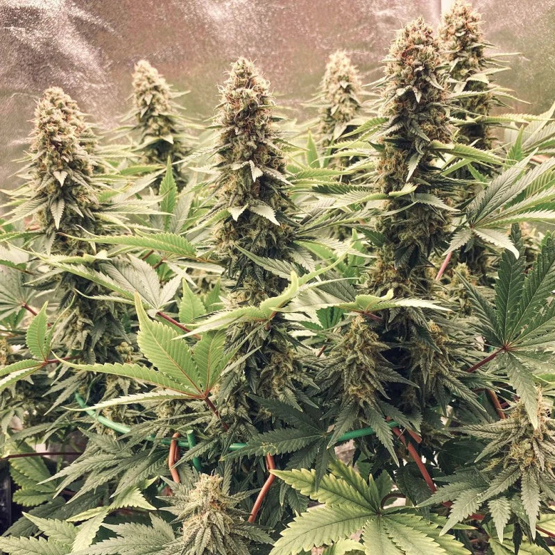 Close-up of cannabis plants with green leaves and buds.