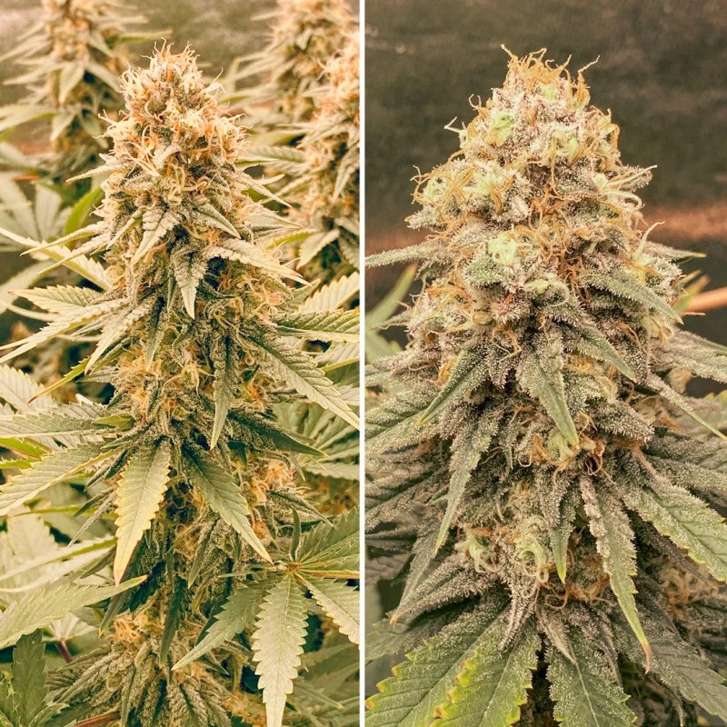 Close-up of a cannabis plant with dense buds and leaves.