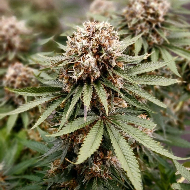 Close-up of a cannabis plant with green leaves and brown buds.