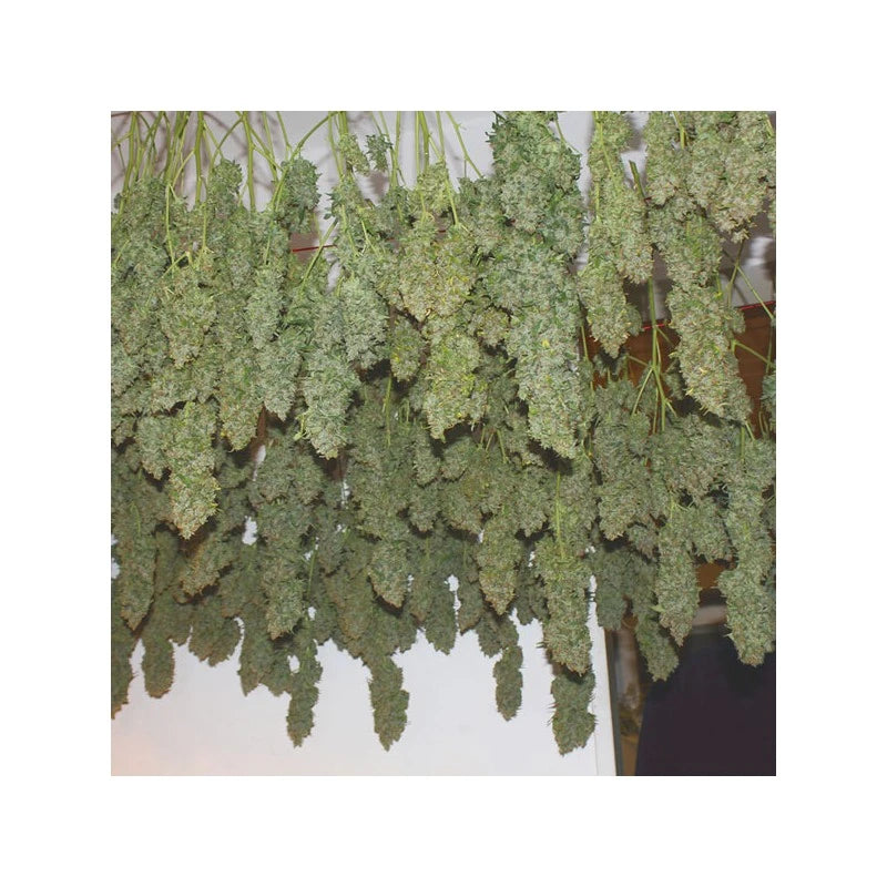 Dried green leaves hanging on a white background