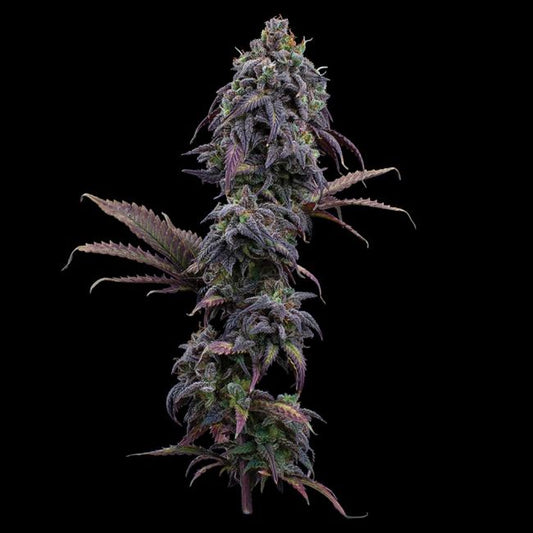 Cannabis plant on a black background