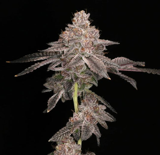Close-up of a cannabis plant bud on a black background