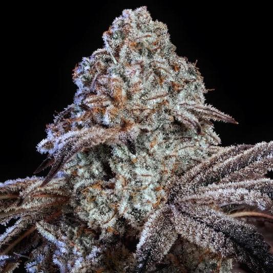Close-up of a cannabis plant bud with frost on a black background