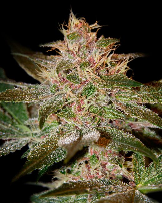 Close-up of a cannabis plant bud with trichomes on a dark background