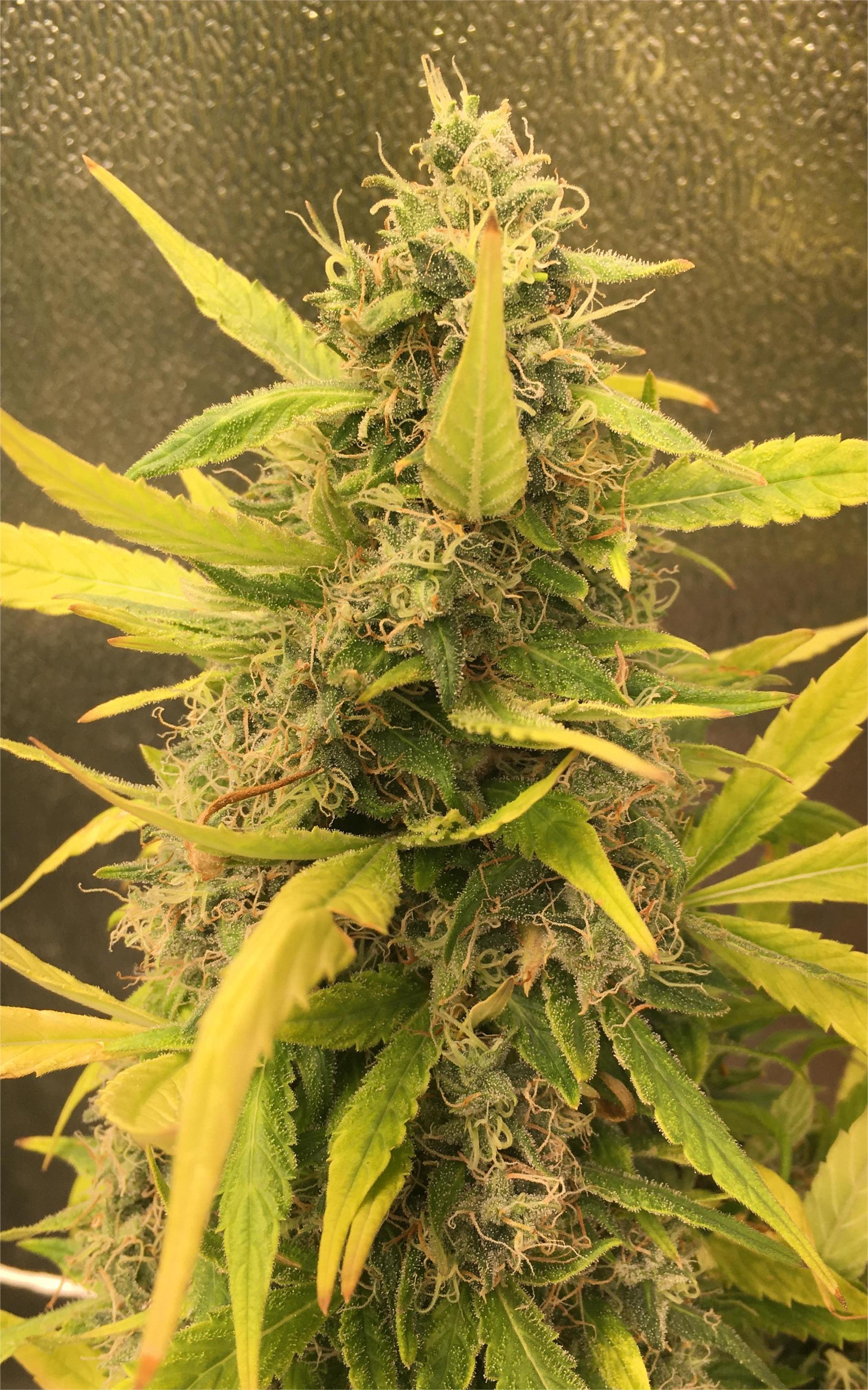 Pure Vinyl – Strain Envy