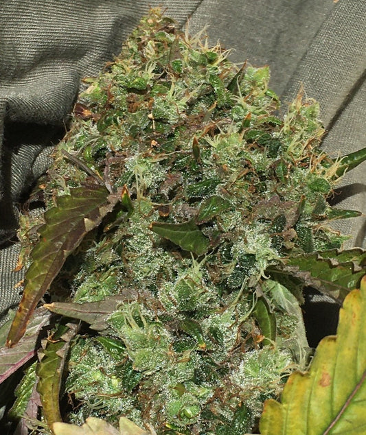PURPLE CANDY THAI -New Drop Special - 3 F Seeds only $9