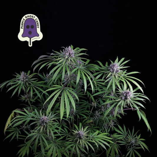 Purple Ghost Candy - Seedsman