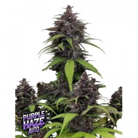 Grown cannabis plant with 'Purple Haze Auto' branding on a white background