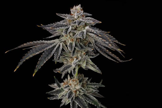 Close-up of a cannabis plant bud on a black background