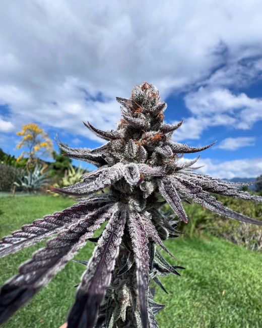 A close-up of a cannabis flower bud with frosty white trichomes and dark purple-brown leaves, photographed outdoors against a green grassy field and blue sky with clouds.