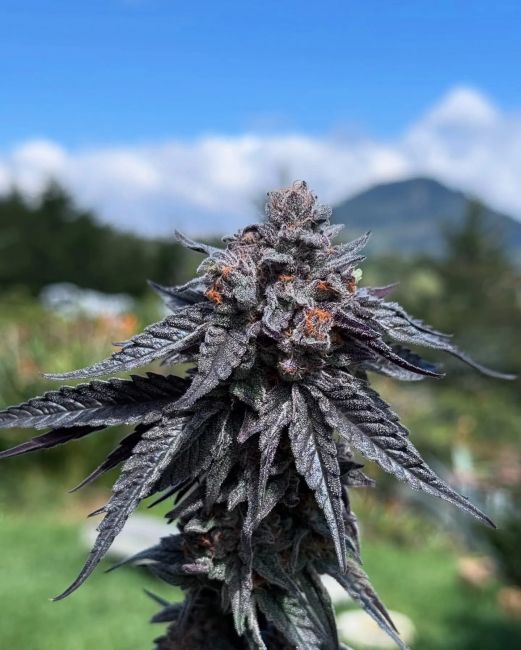 A close-up of a dark purple and gray cannabis bud with orange pistils, set against a blurred outdoor background of green grass, trees, and a blue sky.