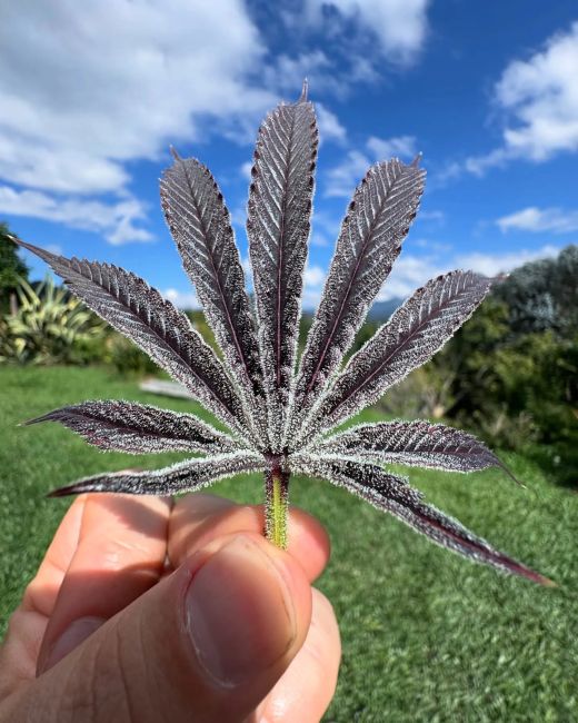 A hand holding a cannabis leaf covered in white frost or powder, with a green grassy lawn and blue sky with clouds in the background.