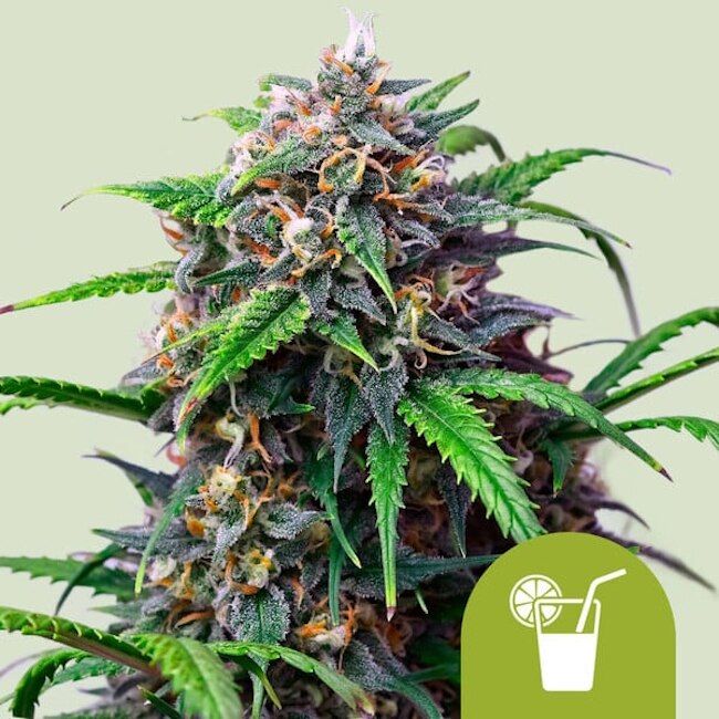 Close-up of a cannabis plant with a green background and a drink icon.