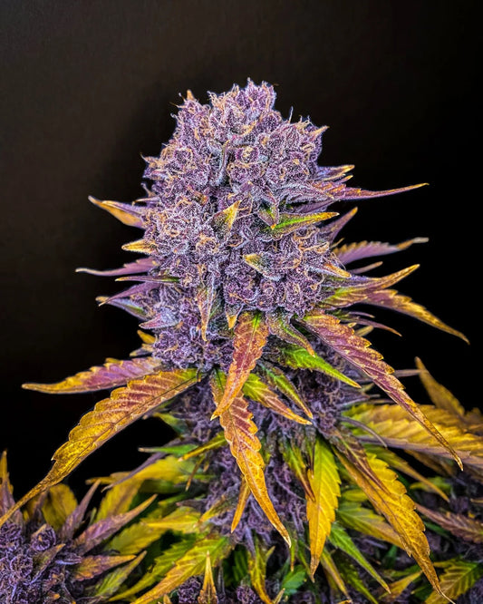 Purple Lemonade Auto - Fast Buds