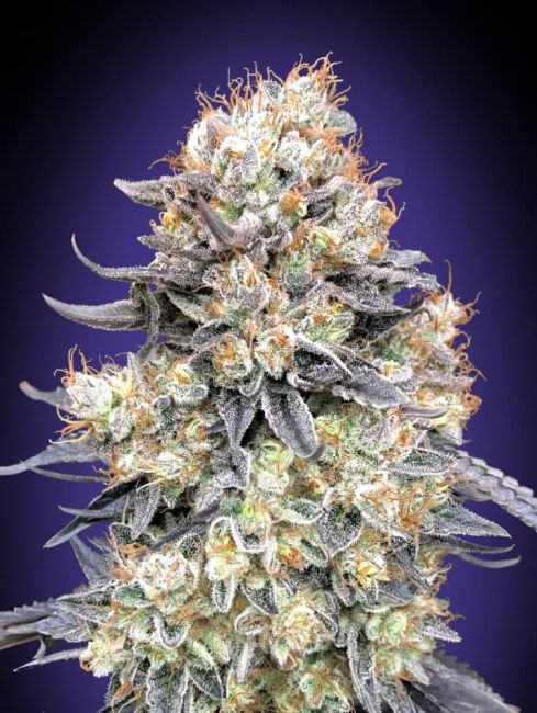 Close-up of a cannabis plant bud with a purple background