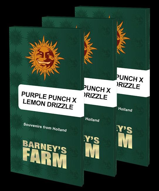 Three dark green Barney's Farm 'Purple Punch X Lemon Drizzle' collectible boxes are arranged in a fan-like stack against a solid black background. The boxes feature a prominent orange sun logo with a face, a white label with black text, and gold lettering for the brand name.