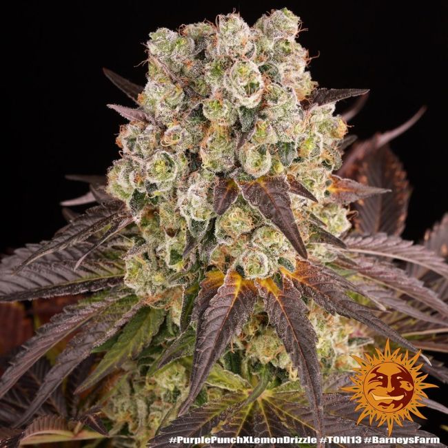 Close-up of a cannabis plant with visible Barneys Farm logo.