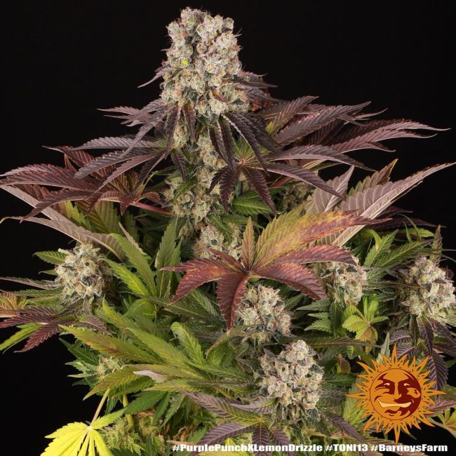 Close-up of a cannabis plant with purple and green leaves on a black background, featuring a logo in the corner.