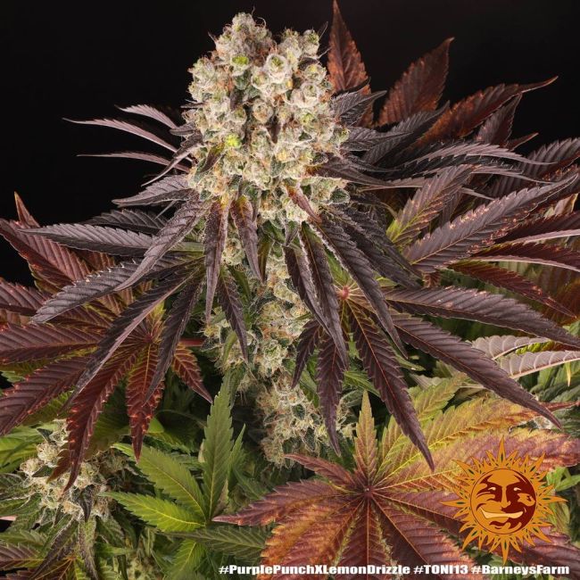 Close-up of a cannabis plant with dark purple-brown leaves and a central flowering bud, photographed against a black background. A small sun logo and hashtag text appear at the bottom right.