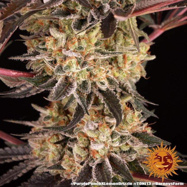 Close-up of a cannabis plant with visible trichomes against a dark background.