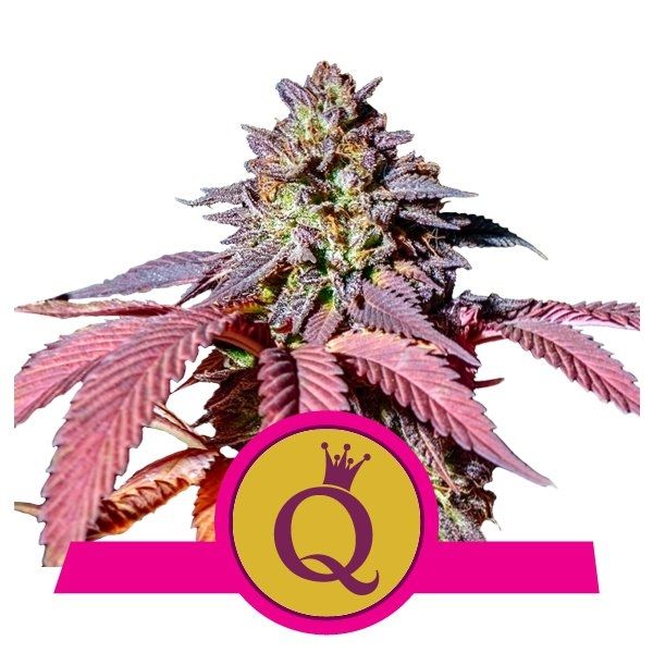 Mature cannabis plant with a pink and yellow logo featuring a crown and letter 'Q' on a white background.