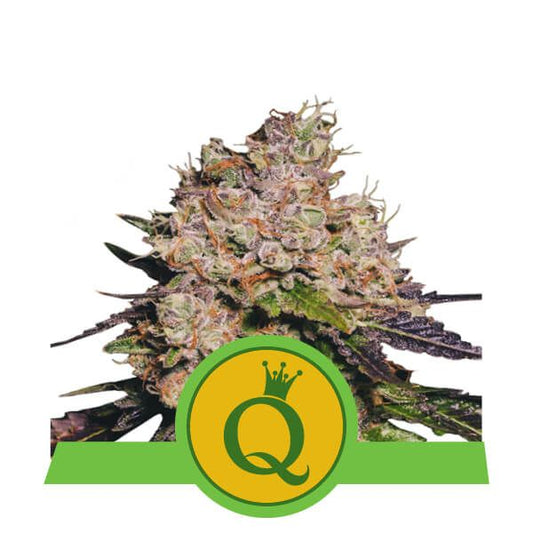 Purple Queen Auto - Royal Queen Seeds
