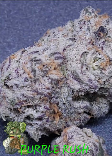 Close-up of a cannabis bud labeled 'Purple Rush' on a dark background