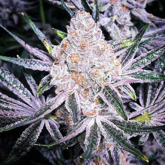 Close-up of a cannabis plant with frost on its leaves