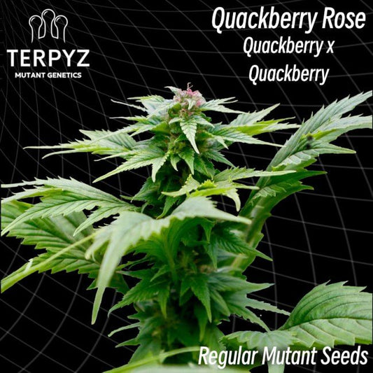 Quackberry Rose Regular - TerpyZ Mutant Genetics