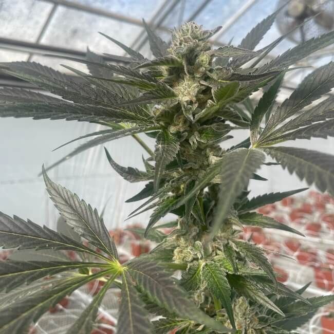 Growing cannabis plant with visible buds in a greenhouse setting
