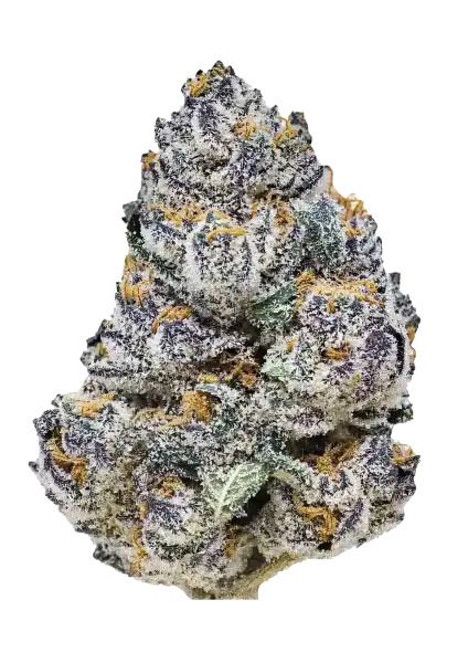 Close-up of a cannabis bud with a white background