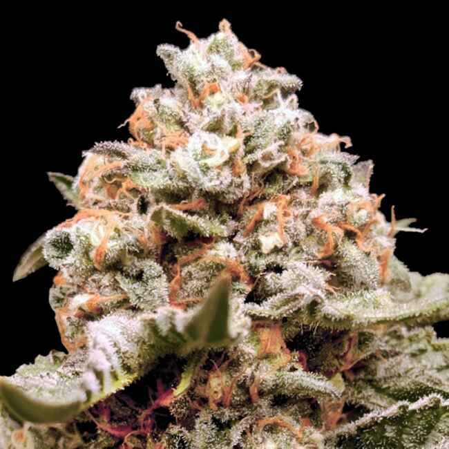 Close-up of a cannabis plant bud with orange trichomes on a black background