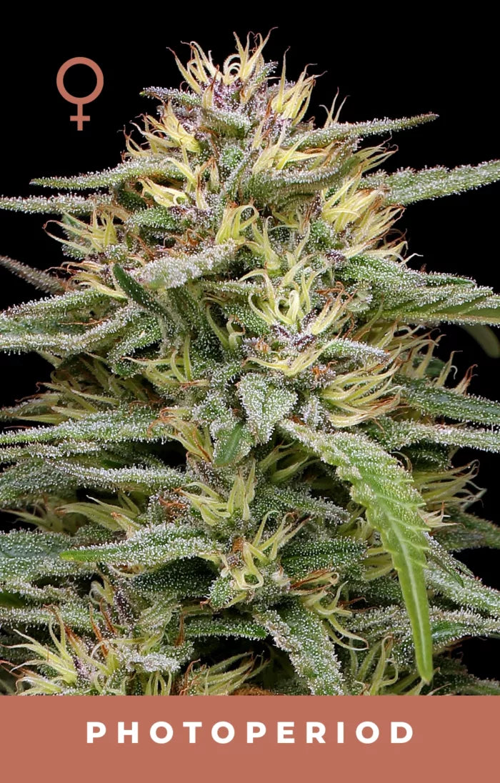 Close-up of a cannabis plant with frost on its leaves against a black background.