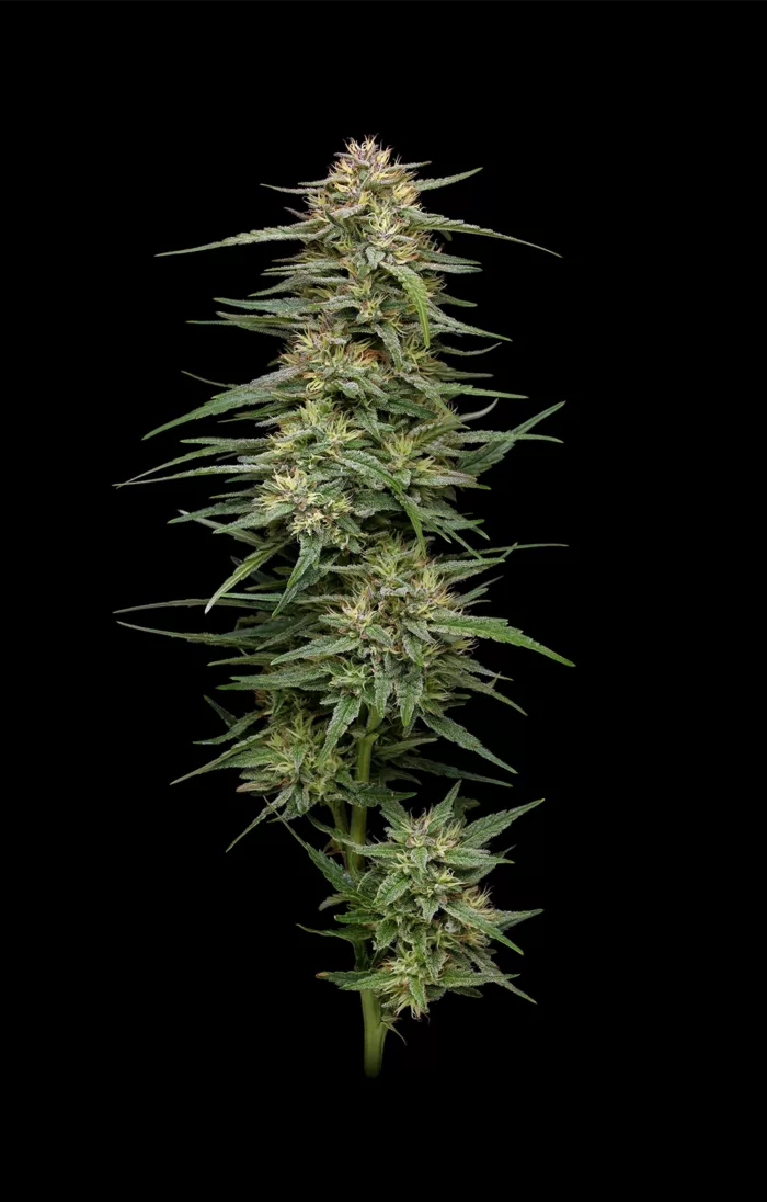 Cannabis plant on a black background
