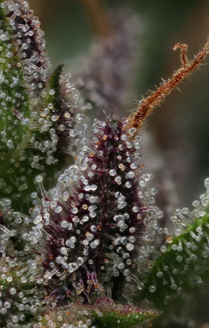 Close-up of a plant with visible spider mites on its surface