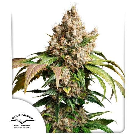 Grown cannabis plant with a white background