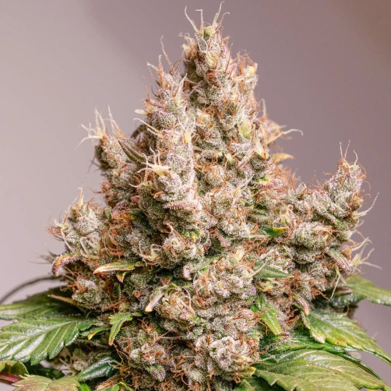 Close-up of a cannabis plant bud with a gray background