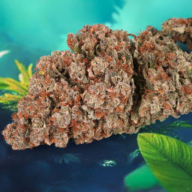 Close-up of a large piece of dried cannabis with a colorful background