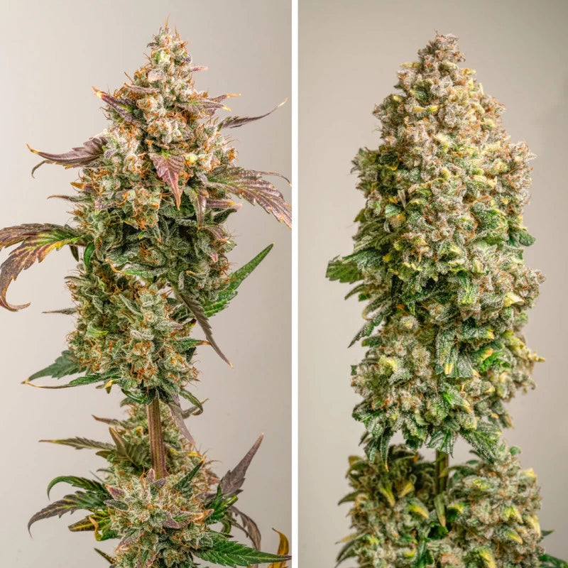 Two images of a cannabis plant with dense buds on a neutral background