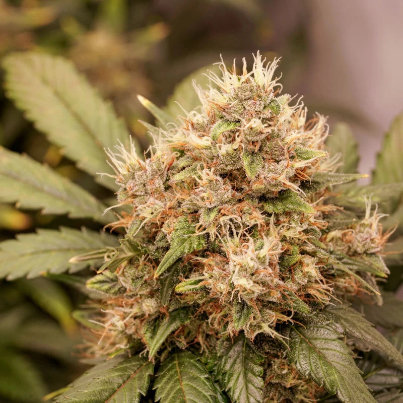 Close-up of a cannabis plant with a prominent flower head.