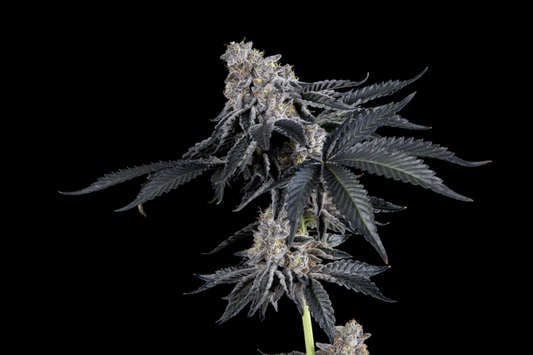 A close-up of a cannabis plant showing dense, dark purple-brown buds covered in trichomes, surrounded by dark green to black serrated leaves, isolated against a solid black background.