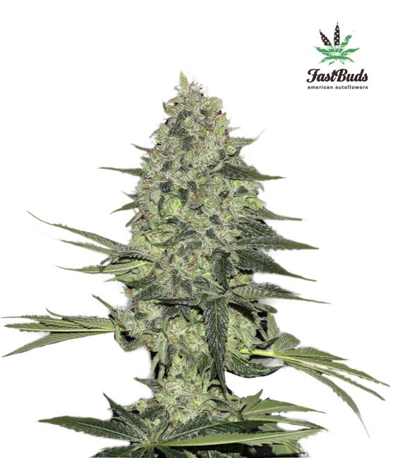 Mature cannabis plant with visible buds on a white background, featuring the FastBuds logo.
