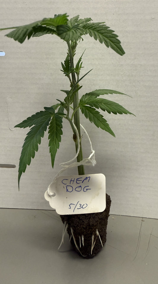 Young cannabis plant in a pot with a tag labeled 'Chem Dog' on a plain background