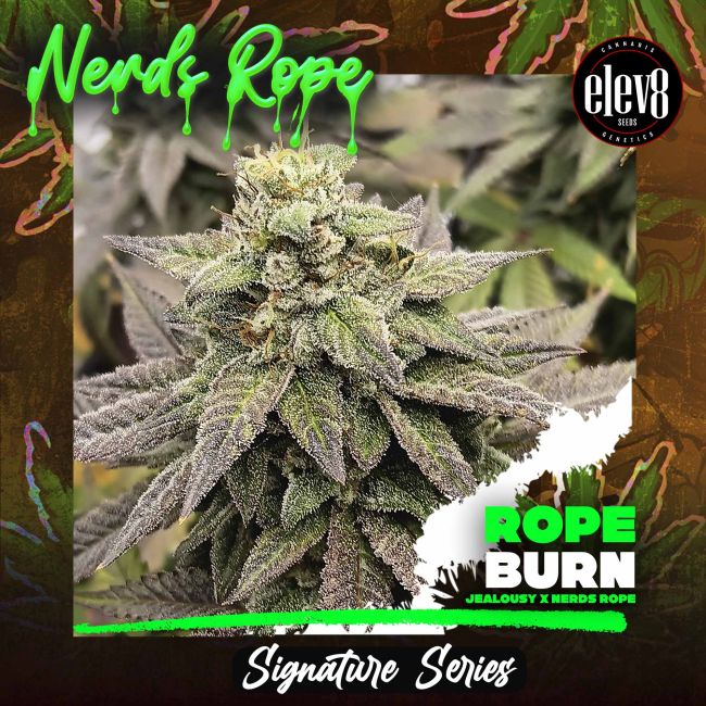 Cannabis plant with 'Nerds Rope' branding and 'elev8' logo on a dark background.