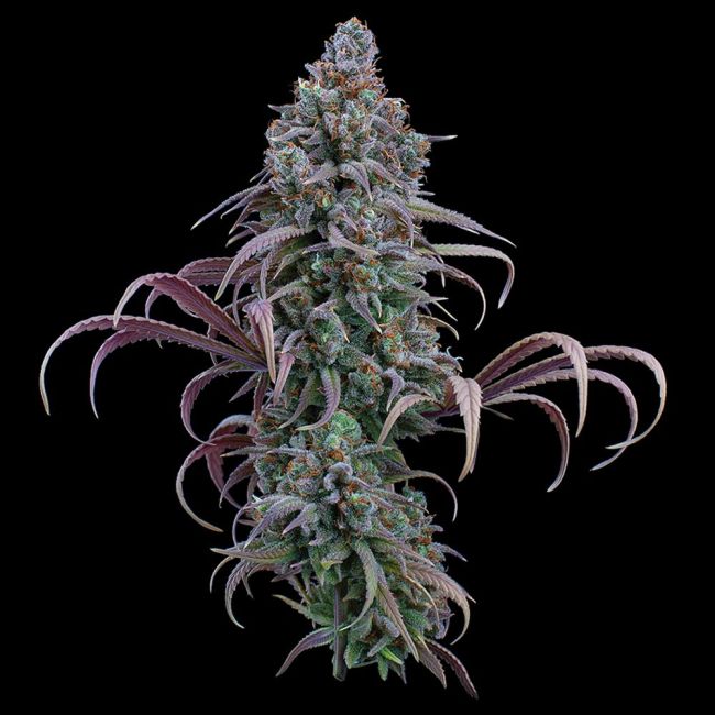 Close-up of a cannabis plant with purple and green leaves on a black background