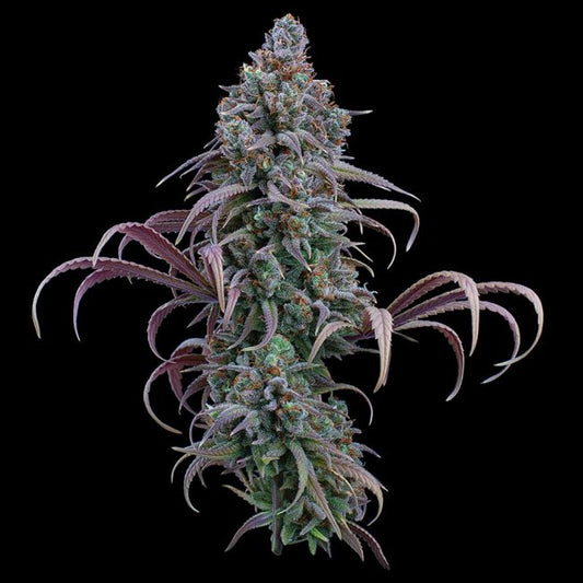 Close-up of a cannabis plant with purple and green leaves on a black background