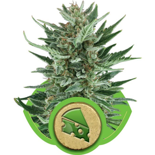 Cannabis plant with a green and gold logo on a white background