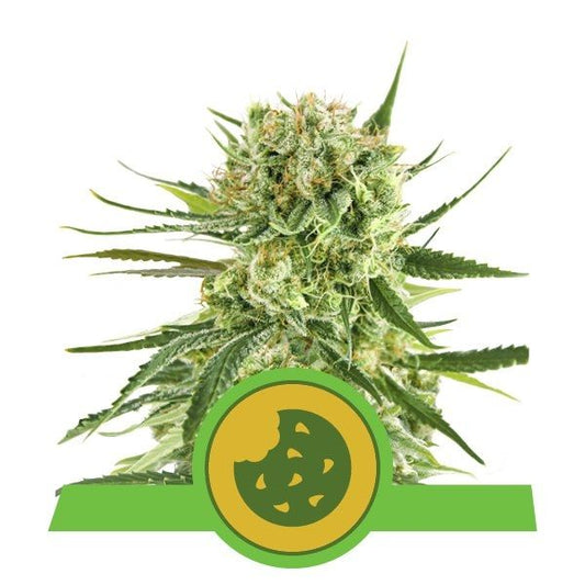 Close-up of a cannabis plant with a green logo at the bottom on a white background